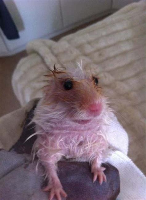 19 Cute Animals That Look Scary When Theyre Soaking Wet Funny