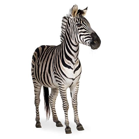 Zebra Hooves Pictures Stock Photos Pictures And Royalty Free Images Istock
