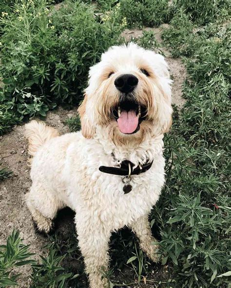 14 Irresistibly Cute Goldendoodle Dogs And Puppies