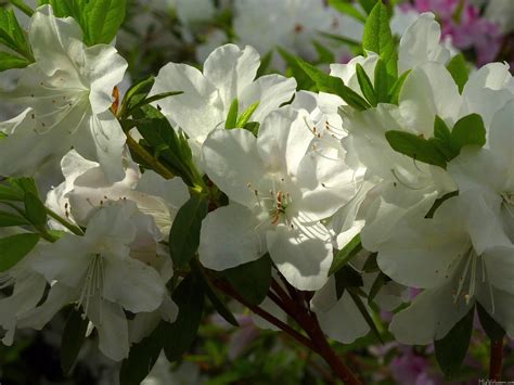 Sunlit White Azaleas