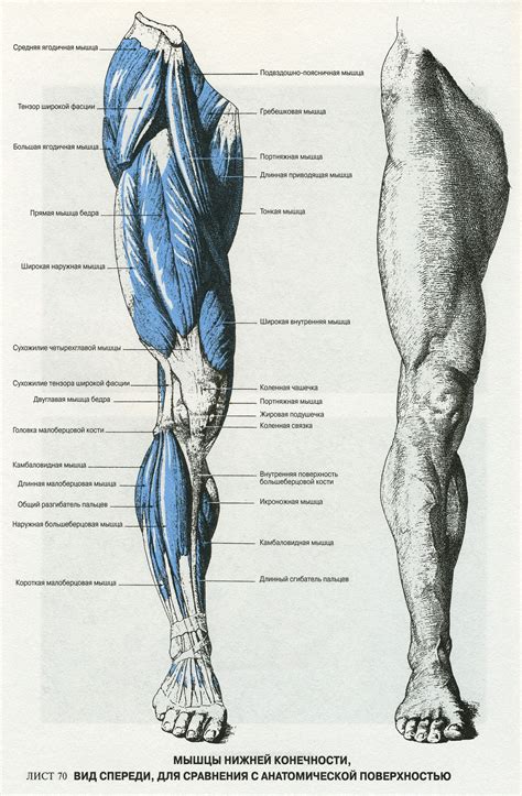 Pin De Francisco Mf Em Anatomy ☠ Анатомия Referência Anatomia