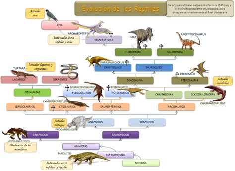 Evolución De Los Vertebrados Evolución De Los Reptiles