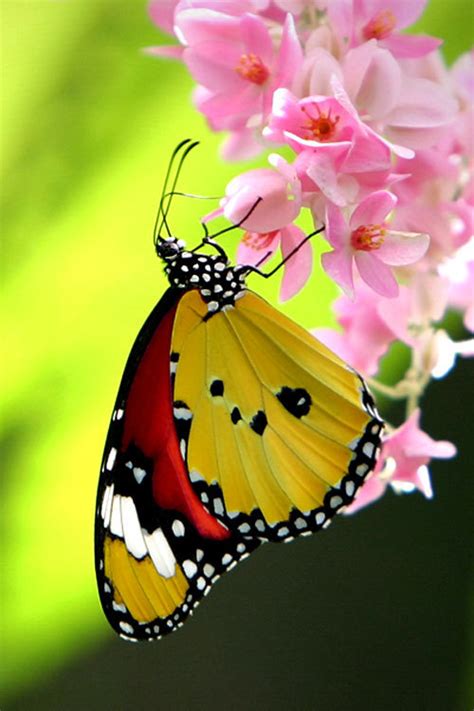 Beautiful Butterfly Butterflies Photo 16959426 Fanpop