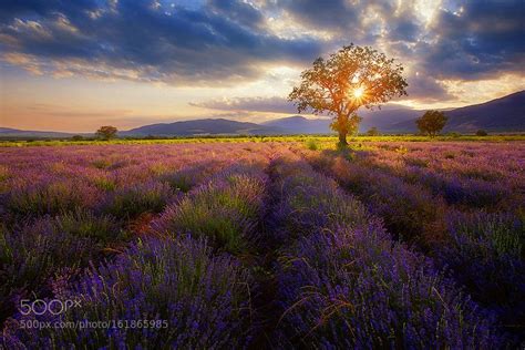 Lavender Sunset Landscape Photography Sunset Nature