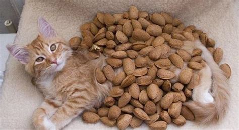 A healthy cat's gums should be a pink colour. Can Cats Eat Nuts? - Cats How