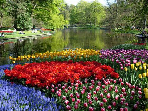 Más Que Tulipanes En Holanda