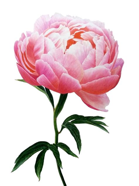 The School In 2023 Peony Painting Flower Painting Botanical Painting