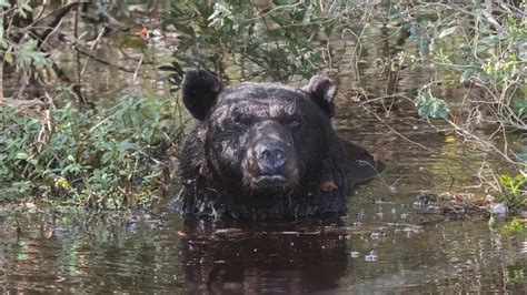 Black Bear Bathing In Alligator River Wildlife Refuge Youtube