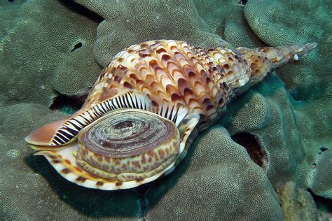 Diving The Kona Coast Beautiful Shell
