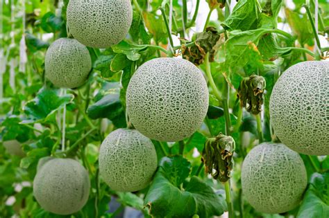Bad companion plants for watermelon. Best Companion Plants for Broccoli in the Vegetable Garden