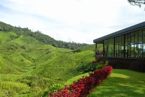 Tempat Wisata Di Cameron Highland Malaysia Tempat Wisata Indonesia