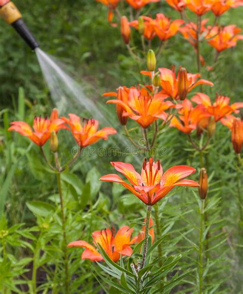 Watering Lily Species Dahuricum Or In The Garden Stock Image Image Of