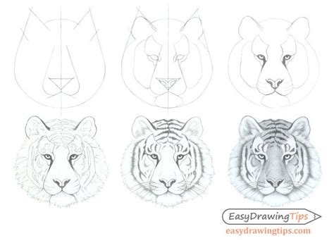 Read our post below and learn some simple steps on how to draw a tiger for kids. How to Draw a Tiger Face & Head Step by Step | Tiger ...