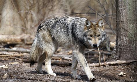 Mexican Gray Wolf Defenders Of Wildlife