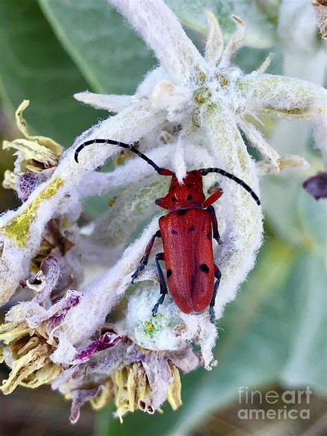 Red Milkweed Beetle Photograph By Becky Miller Fine Art America