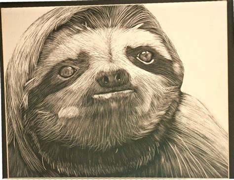 Sloth Face Drawing At Getdrawings Free Download