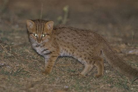 Rusty Spotted Cat Sighting Nagarahole Conservation India