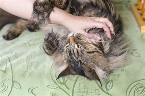Problem behaviors in cats — like aggression and fighting — can come on suddenly or gradually. How To Stop Your Senior Cat From Biting — Pet Central by Chewy