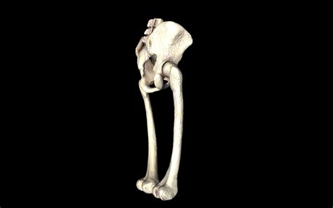 Hip Joint Hip Bone Sacrum Femur Only Bones Medically Accu 3d