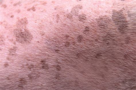 Black Spots On Dogs Skin Causes Diagnosis And Treatments