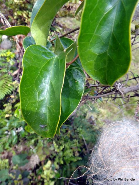 Check spelling or type a new query. Phil Bendle Collection:Clematis paniculata (Puawhananga ...