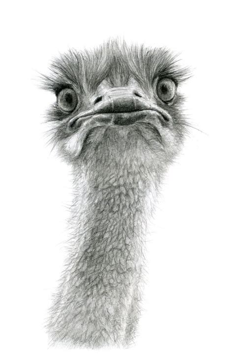 Cute Ostrich Sk053 By S Schukina Pencil Drawings Of Animals Animal