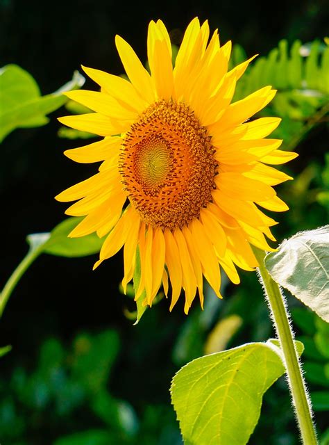 Sunflower Yellow Flower Helianthus Free Stock Photo Public Domain