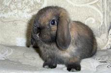 rabbit chocolate brown bunny vertebrate pose mammal domestic hares rabits easter sweet spring pxhere