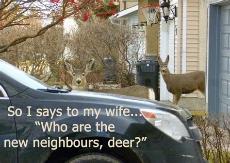 Pin By 45 Pictures On Humour And Laughter New Neighbors Humour Laughter