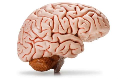 Study Notes On Human Brain