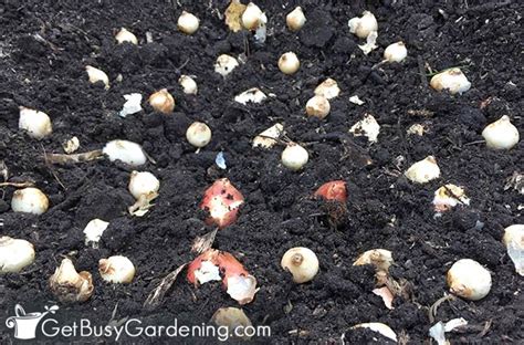 When And How To Plant Spring Bulbs Get Busy Gardening