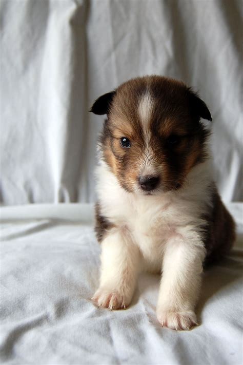 3 sable merle males, 1 with blue eyes, and 1 sable male. Pin by Susanna Rudy on Shetland Sheepdogs | Shetland ...