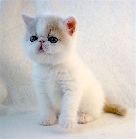The exotic is a loving lap cat with a somewhat more lively personality than the persian. 161 best persian, Exotic shorthair, and Himalayan cats ...