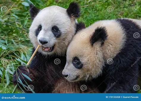 Young Giant Pandas Stock Photo Image Of Mammal Pandas 170133458