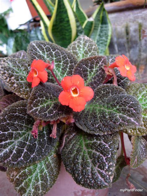 As the plant blooms and grows your memory recipient of your plants delighted reading your personal card message sent with the plants in malaysia. MY PLANT FINDER | Plant Guide: Episcia cupreata