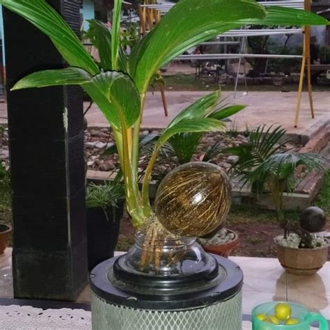 Exotic Plant Bonsai Coconut Tree Living Plant Free Etsy