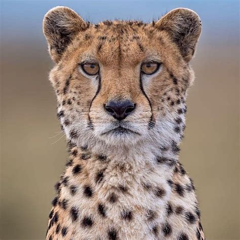 🐾🐆 ️ ️ ️ ️ ️ ️ ️ ️ ️ ️🤗😍 Cheetah Face Animals Wild Cheetah