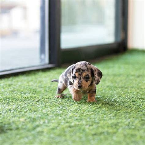 These little pups are fiercely independent, and that may mean they disagree with you sometimes. Jax Tiny Teacup Dachshund - Tiny Teacup Pups