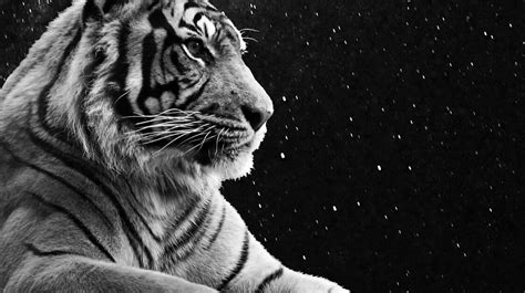 Tiger In Front Of Night Sky 3 Bonus Edits