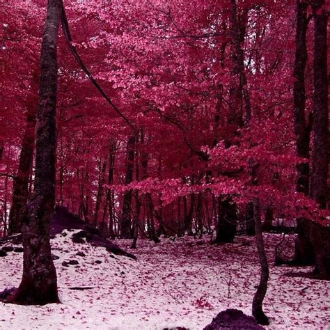 A Walk In A Pink Dream Forest Pink Forest I Believe In Pink