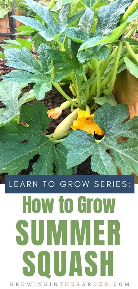 5 Tips For Growing Summer Squash Growing In The Garden Squash