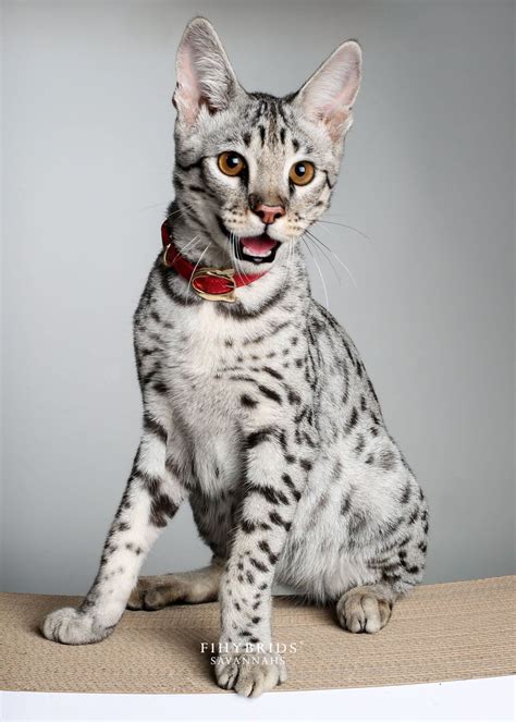 Savannah cat breeders always work on different generations of savannahs to preserve this exotic feline type. Full Grown F1 Savannah Cat Size