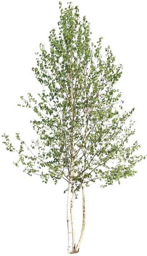 River Birch Png Png Image Collection