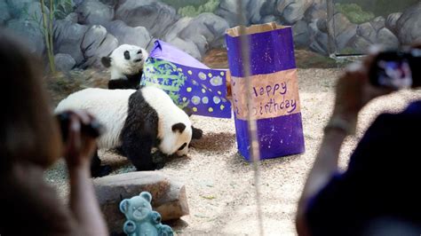Giant Panda Twins Turn 2 At Zoo Atlanta Ctv News
