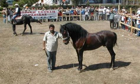 modern thessalian horse bucephalus   horse   breed alexanders father philip