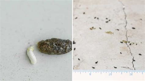 How To Identify Lizard Poop Vs Mouse Poop Pest Control Tips