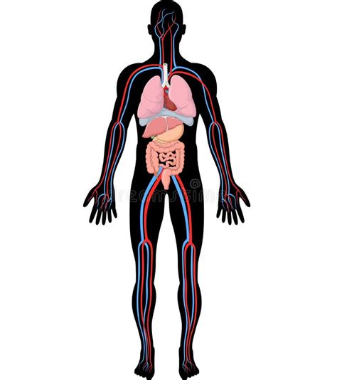 Ilustração Dos Desenhos Animados Da Anatomia Do Corpo Humano Hba