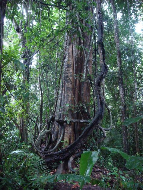 Pin by Beatrice Ramos on landscapes | Plants, Forest plants, Nature photos