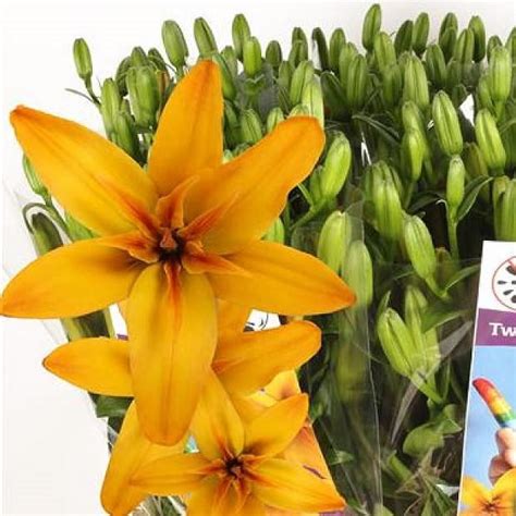 Lily LA Twinlife Gold 90cm Wholesale Dutch Flowers Florist Supplies UK