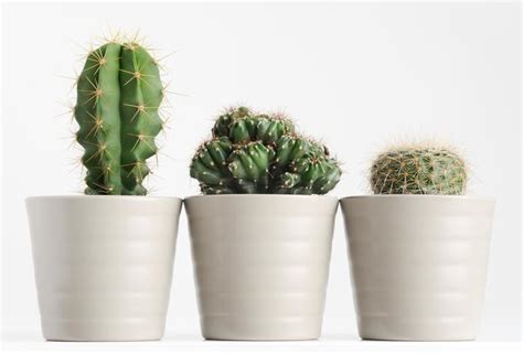 Overpotting often leads to rotting of roots. Why Is It Bad Luck To Have A Cactus In The House? - Feng Shui
